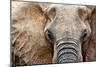 Elephant-Eric Meyer-Mounted Photographic Print