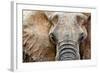 Elephant-Eric Meyer-Framed Photographic Print