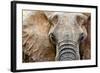 Elephant-Eric Meyer-Framed Photographic Print