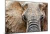 Elephant-Eric Meyer-Mounted Photographic Print