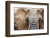 Elephant-Eric Meyer-Framed Photographic Print