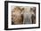 Elephant-Eric Meyer-Framed Photographic Print