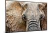 Elephant-Eric Meyer-Mounted Photographic Print