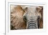 Elephant-Eric Meyer-Framed Photographic Print