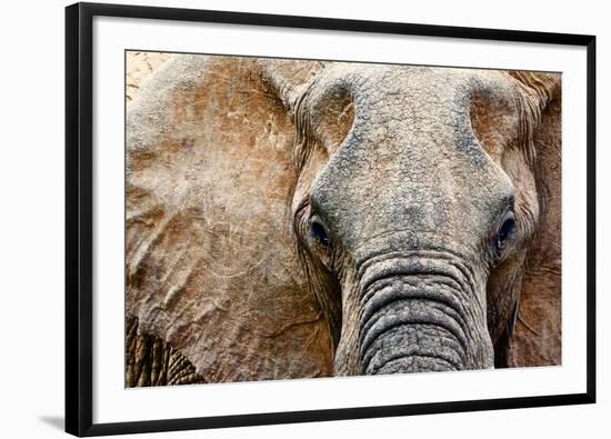 Elephant-Eric Meyer-Framed Photographic Print