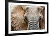 Elephant-Eric Meyer-Framed Photographic Print