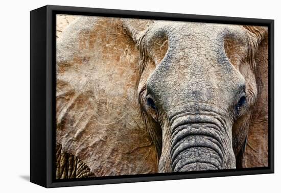 Elephant-Eric Meyer-Framed Stretched Canvas