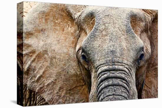 Elephant-Eric Meyer-Stretched Canvas