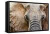 Elephant-Eric Meyer-Framed Stretched Canvas