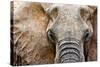 Elephant-Eric Meyer-Stretched Canvas