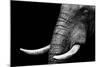 Elephant-Donvanstaden-Mounted Art Print