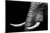 Elephant-Donvanstaden-Mounted Premium Giclee Print