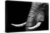 Elephant-Donvanstaden-Stretched Canvas