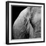 Elephant-Donvanstaden-Framed Art Print