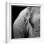 Elephant-Donvanstaden-Framed Art Print