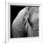 Elephant-Donvanstaden-Framed Art Print