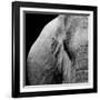 Elephant-Donvanstaden-Framed Art Print