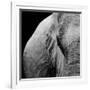 Elephant-Donvanstaden-Framed Art Print