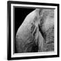 Elephant-Donvanstaden-Framed Art Print