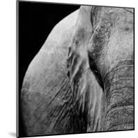 Elephant-Donvanstaden-Mounted Art Print