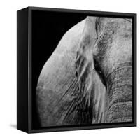 Elephant-Donvanstaden-Framed Stretched Canvas