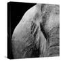 Elephant-Donvanstaden-Stretched Canvas