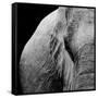 Elephant-Donvanstaden-Framed Stretched Canvas