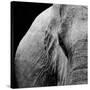 Elephant-Donvanstaden-Stretched Canvas