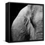 Elephant-Donvanstaden-Framed Stretched Canvas