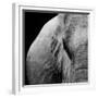 Elephant-Donvanstaden-Framed Premium Giclee Print