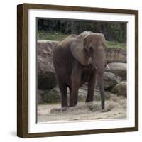 Elephant-Carol Highsmith-Framed Art Print