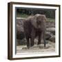 Elephant-Carol Highsmith-Framed Art Print