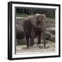 Elephant-Carol Highsmith-Framed Art Print