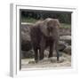 Elephant-Carol Highsmith-Framed Art Print