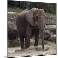 Elephant-Carol Highsmith-Mounted Art Print