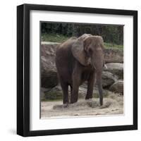 Elephant-Carol Highsmith-Framed Art Print