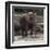 Elephant-Carol Highsmith-Framed Art Print