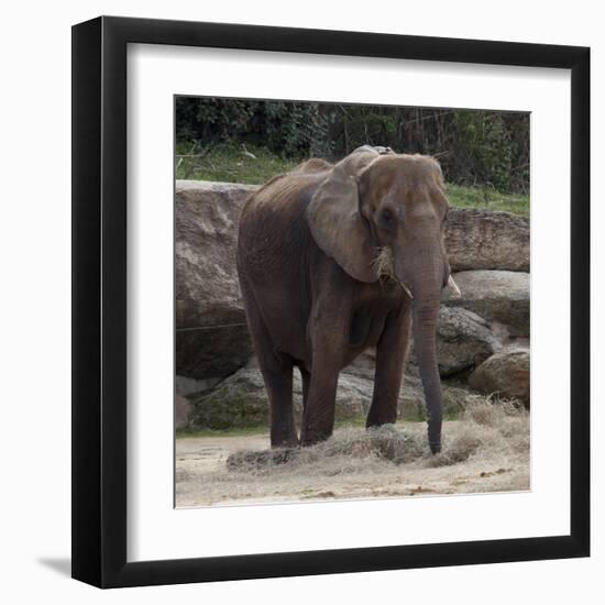 Elephant-Carol Highsmith-Framed Art Print