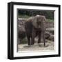 Elephant-Carol Highsmith-Framed Art Print