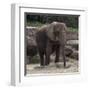 Elephant-Carol Highsmith-Framed Art Print