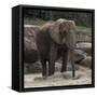 Elephant-Carol Highsmith-Framed Stretched Canvas