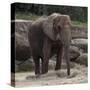 Elephant-Carol Highsmith-Stretched Canvas