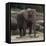 Elephant-Carol Highsmith-Framed Stretched Canvas