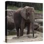 Elephant-Carol Highsmith-Stretched Canvas