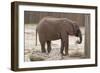 Elephant-Carol Highsmith-Framed Art Print