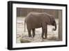 Elephant-Carol Highsmith-Framed Art Print