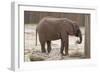 Elephant-Carol Highsmith-Framed Art Print