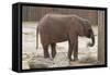 Elephant-Carol Highsmith-Framed Stretched Canvas