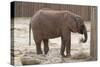 Elephant-Carol Highsmith-Stretched Canvas