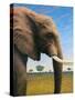 Elephant-James W. Johnson-Stretched Canvas